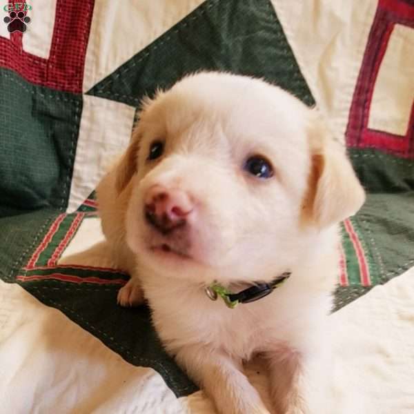 Benji, Border Collie Puppy